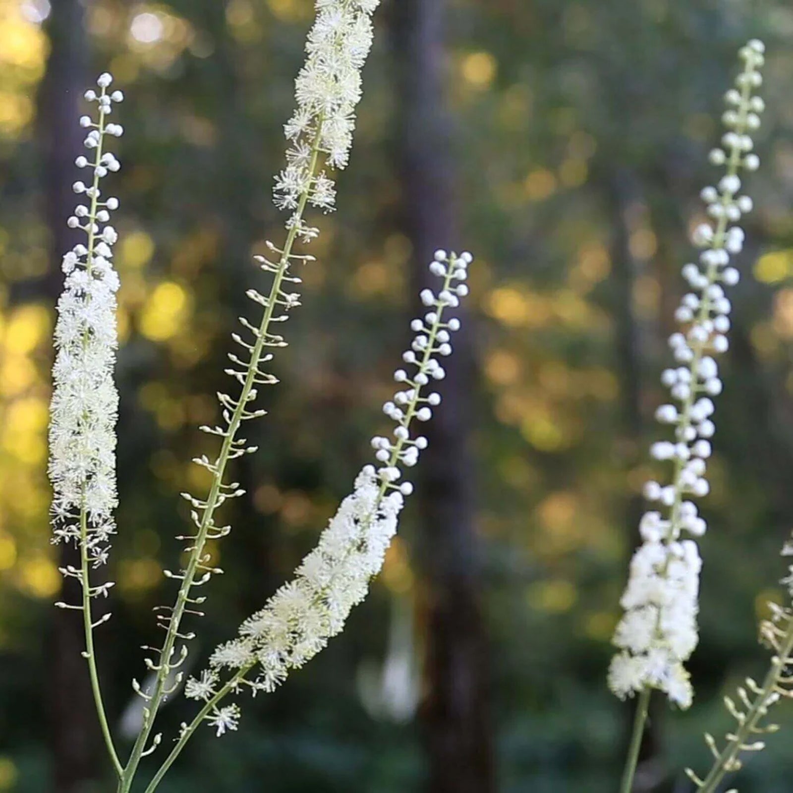 Black Cohosh - Menopause