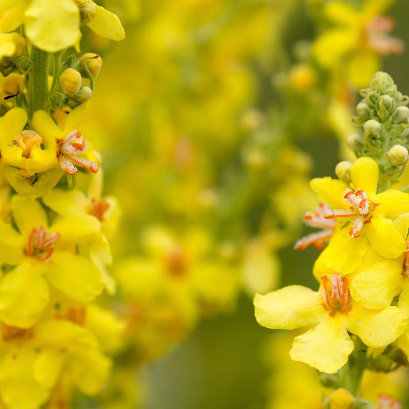Herb Pharm Mullein Blend Verbascum