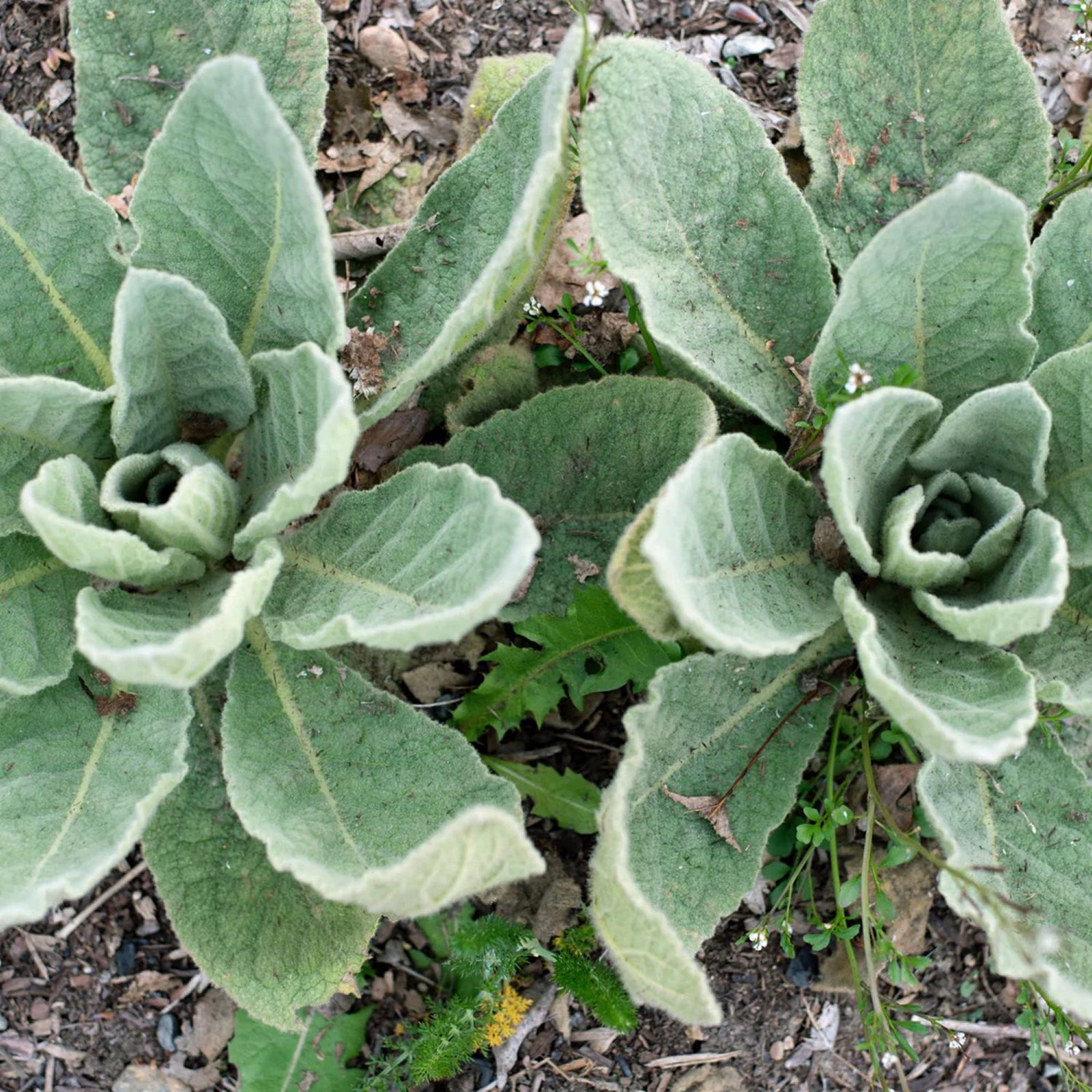 Herb Pharm Mullein Blend Verbascum
