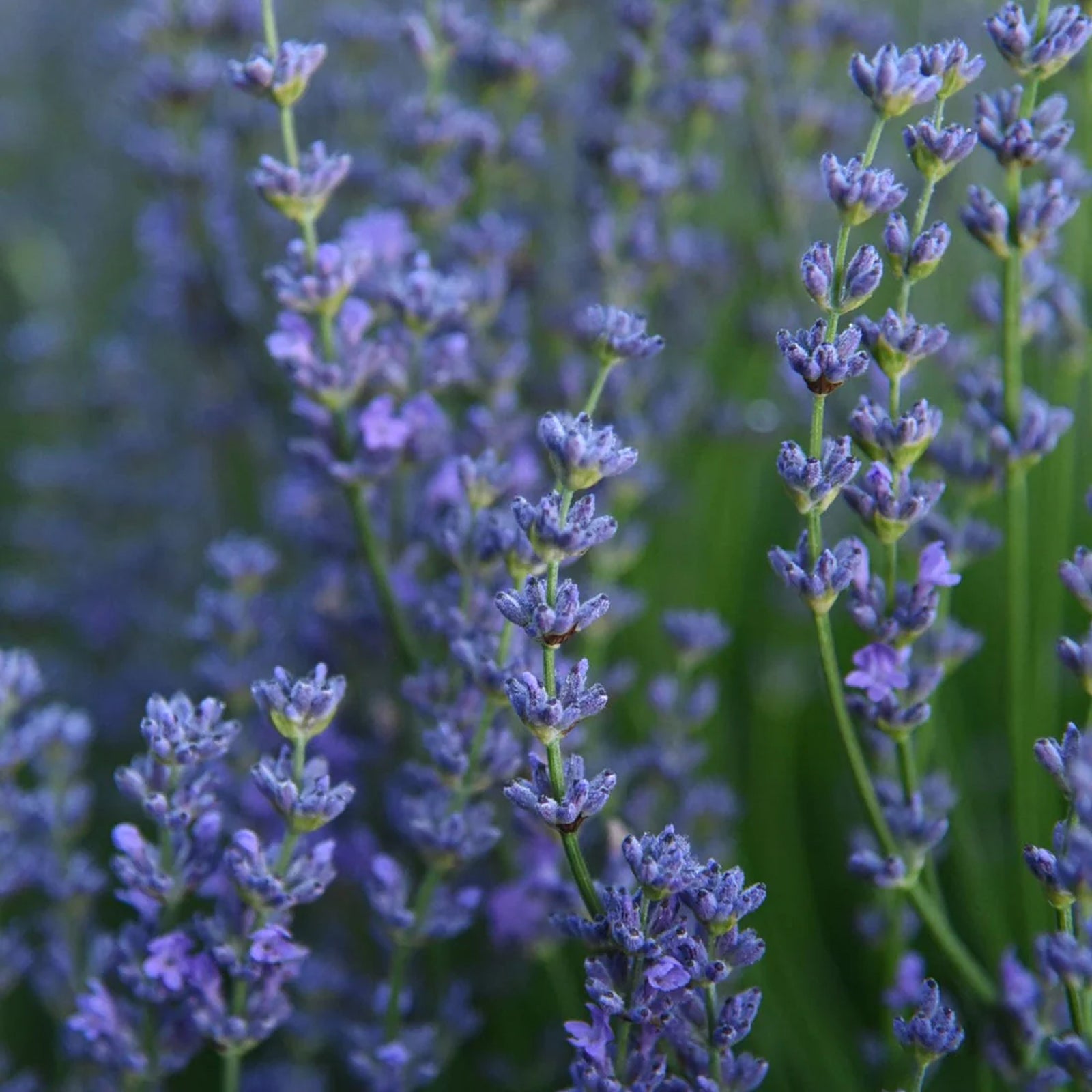 Organic Lavender - Claming, Nervous System