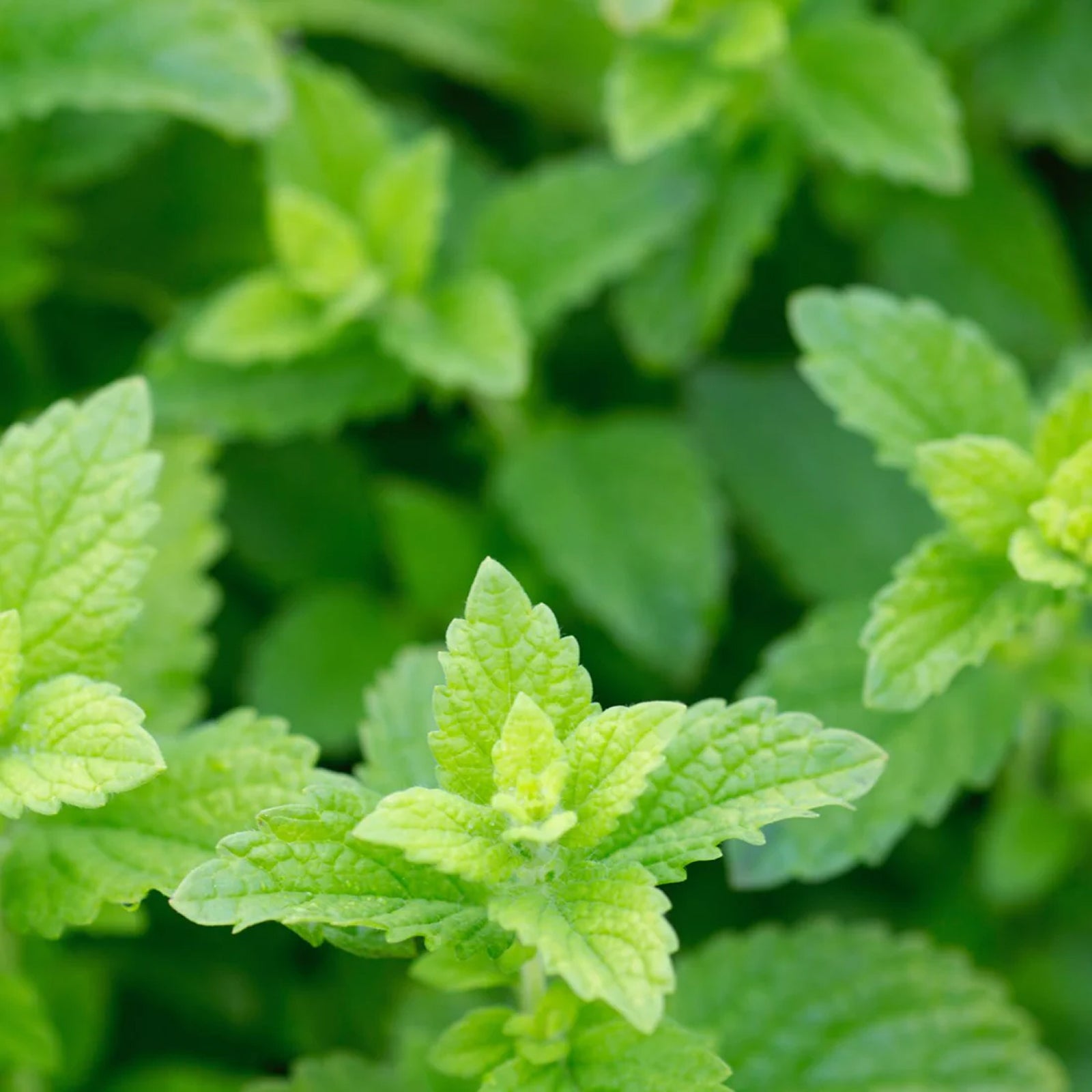 Organic Lemon Balm - Nervous  Anxious