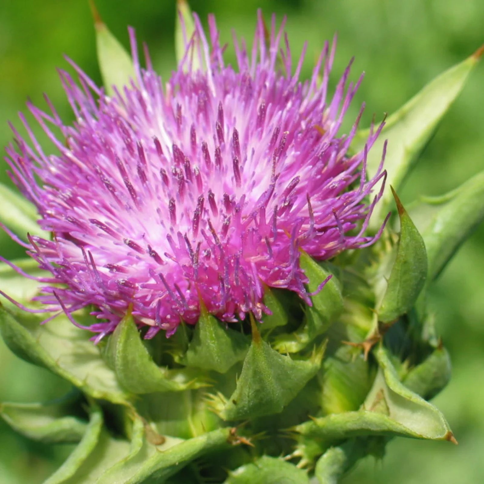 Organic Milk Thistle - healthy liver function