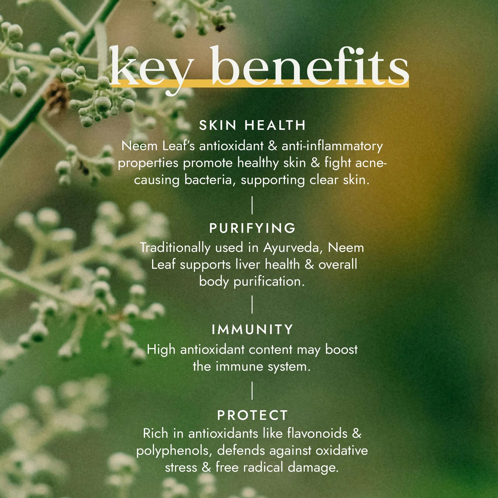 Organic Neem Leaf Capsules