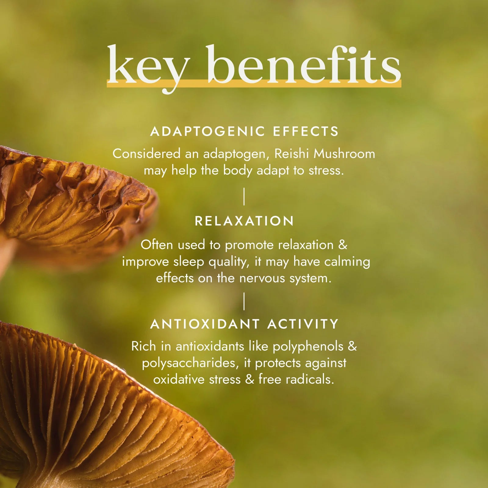 Organic Reishi Mushroom Capsules