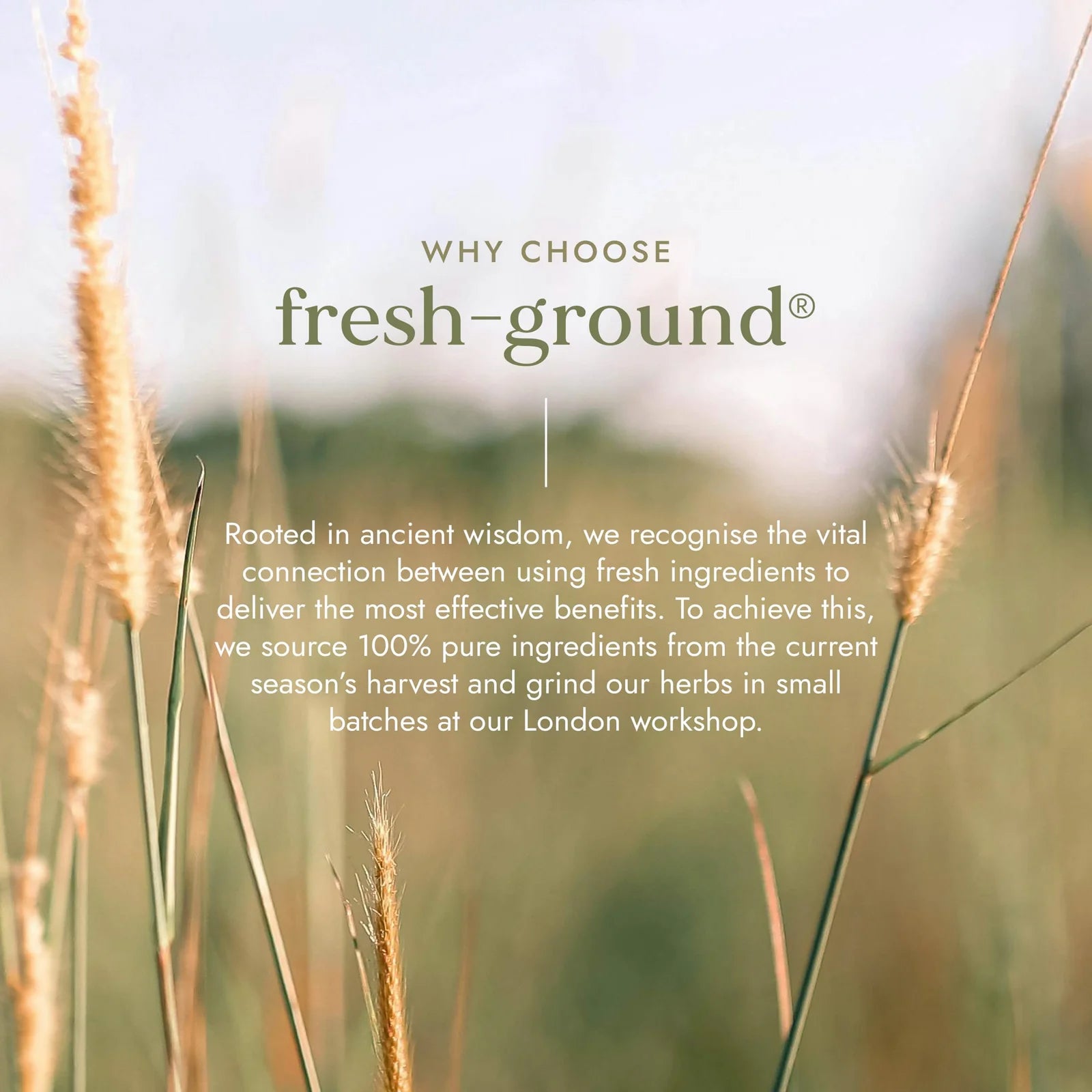 Organic St John's Wort