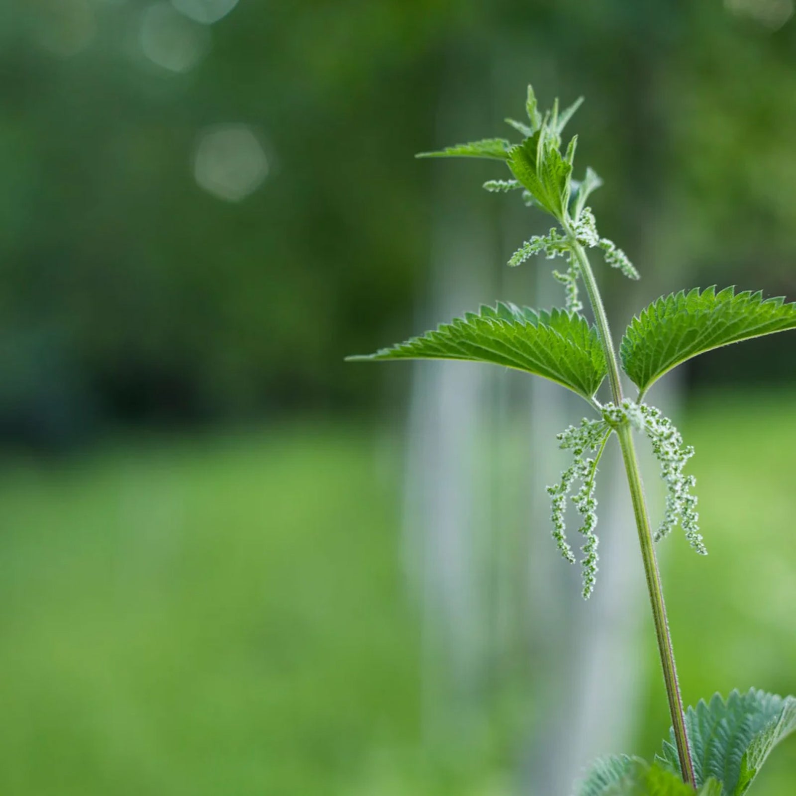 Organic  Stinging Nettle - respiratory system